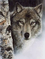 Mywolves.gif (158132 bytes)