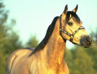 Trinity.jpg (12174 bytes)