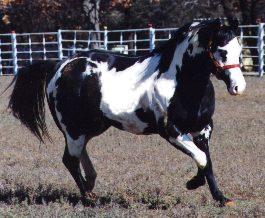 cocabitoex2.jpg (18111 bytes)