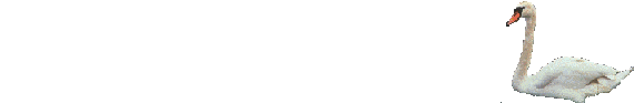 aniswan.gif (31641 bytes)