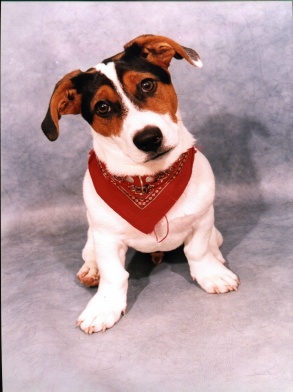 Deeyee was JRT van de Maand November 2001 klik hier om verder te lezen