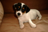Spikey was JRT van de Maand December 2001 klik hier om verder te lezen