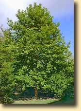plane tree