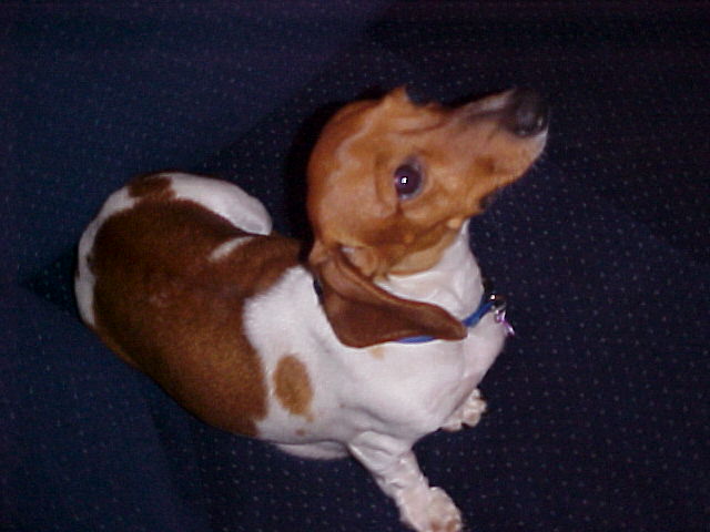 Dog