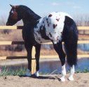 Lady Phase in bay Appaloosa