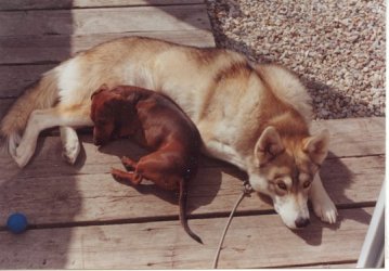 The Wolf and the Wiener