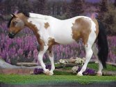 Indian Pony