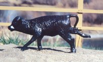 Small calf for calf roping or any working class, $75