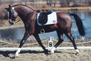 Dressage set up