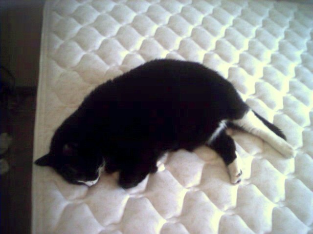 Fuu aka the Big Guy