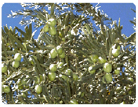 Click on Photo to go to The Olive Pit Site
