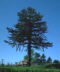 Monkey Puzzle