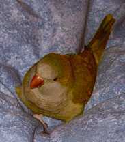 Papageno