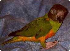 Pascal