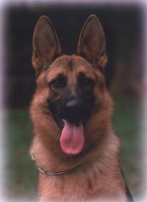 Greta's Head Shot