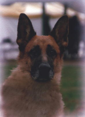Quenti's Head Shot