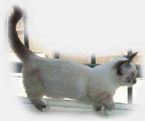 Mitzi