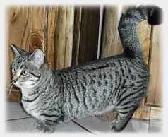 Les Beaux Chat's Colette