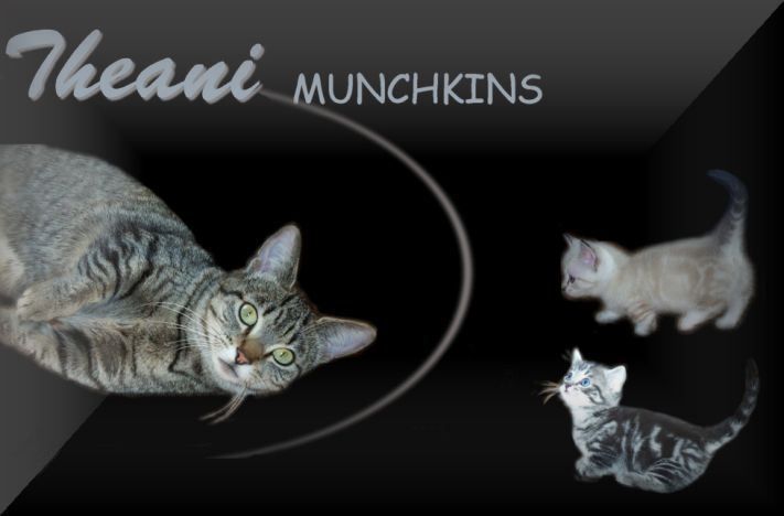 Welcome to our cattery - please click to enter