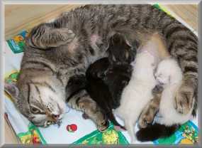 Motherhood