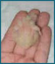 Mickey 4 days olds