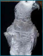 Hey Look! I have feathers on my breast