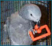 Playing with Talon Toy
