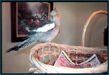 Wittle Tiel