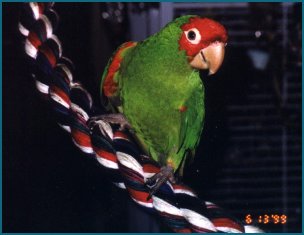 Chaco
