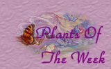 Plants Of The Week