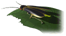 firefly_leaf_md_wht.gif (7021 bytes)
