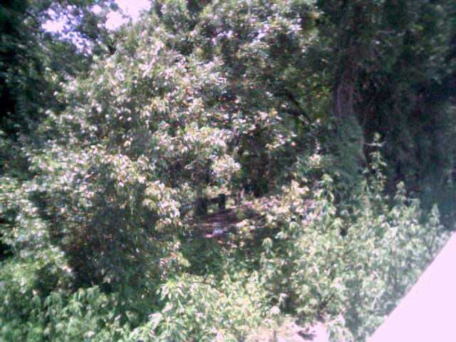 Photo of abandoned bridge - barely visible!