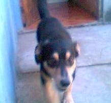 Pichicho!!