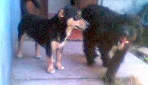 Las Bestias!!