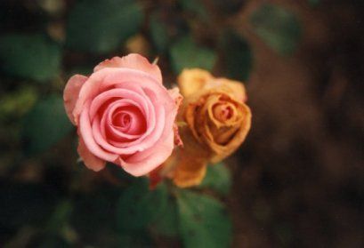 cflower3.jpg (13697 bytes)