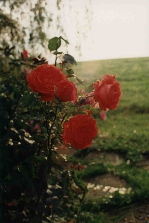 roses