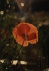 poppy