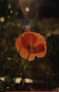 Photographie/Photography