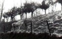 cheval