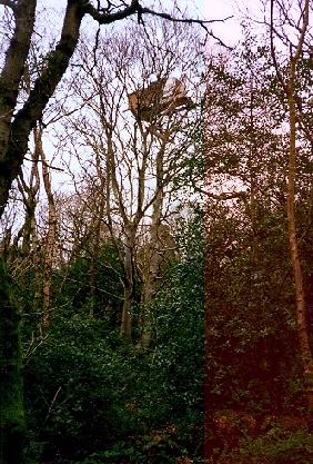 The Treehouse Guide