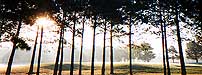 Sun filters through the Longleaf Pines to melt Angel Trace's fairways