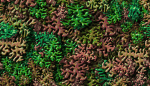 The Coral Tree