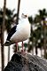 Seagull