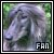 Afghan Hounds