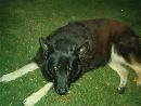 Sheena