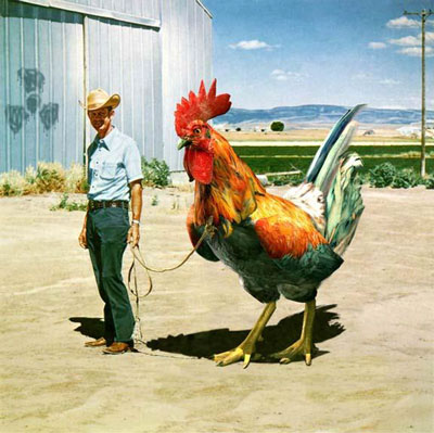 Huge cock