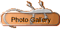 Photo Gallery