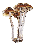 MAGIC shroomZ
