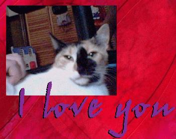 This is Teazer the cat, who lives now over the Rainbow Bridge, please visit her site!