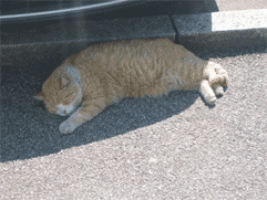 Ceasar the Town Cat